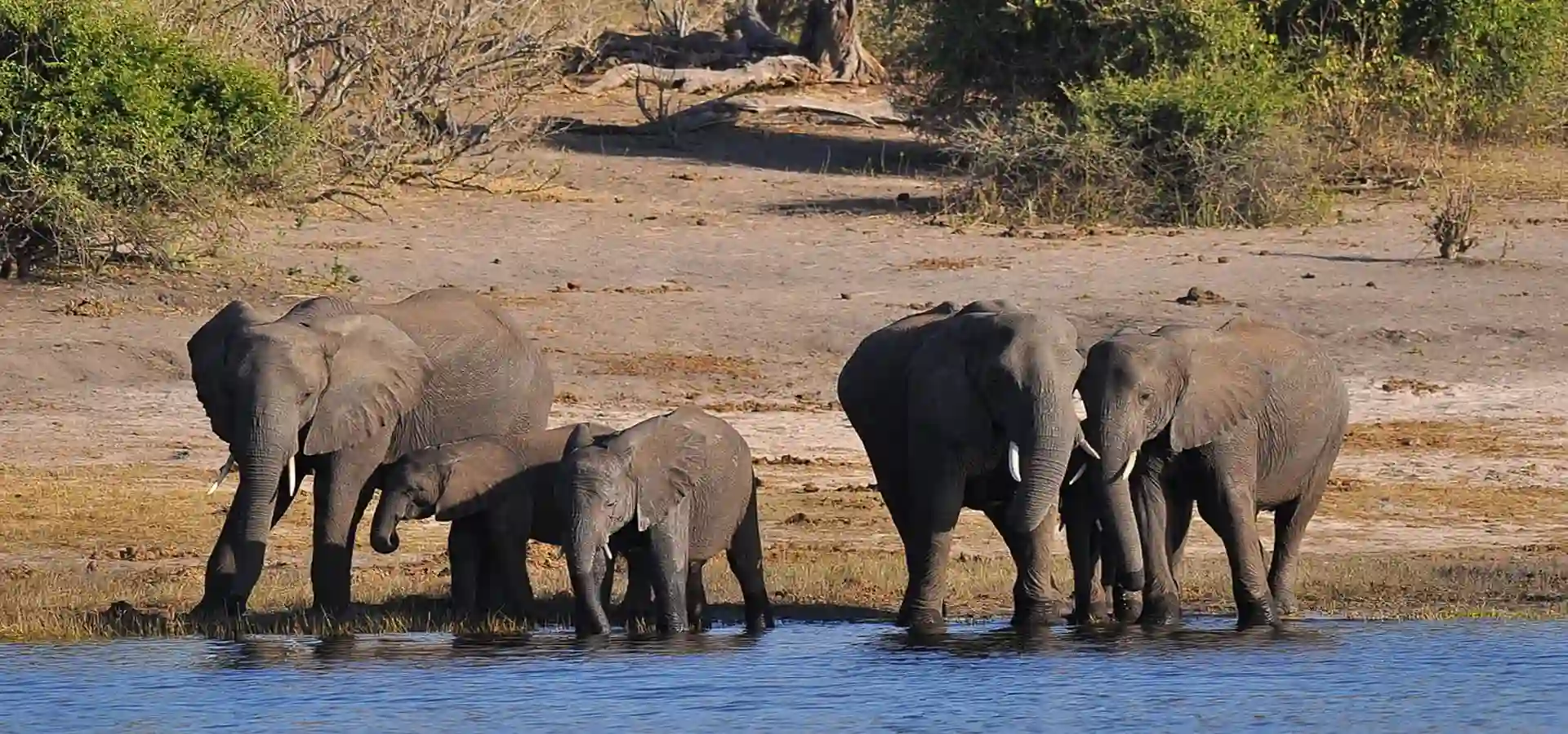 Elephant Herd
