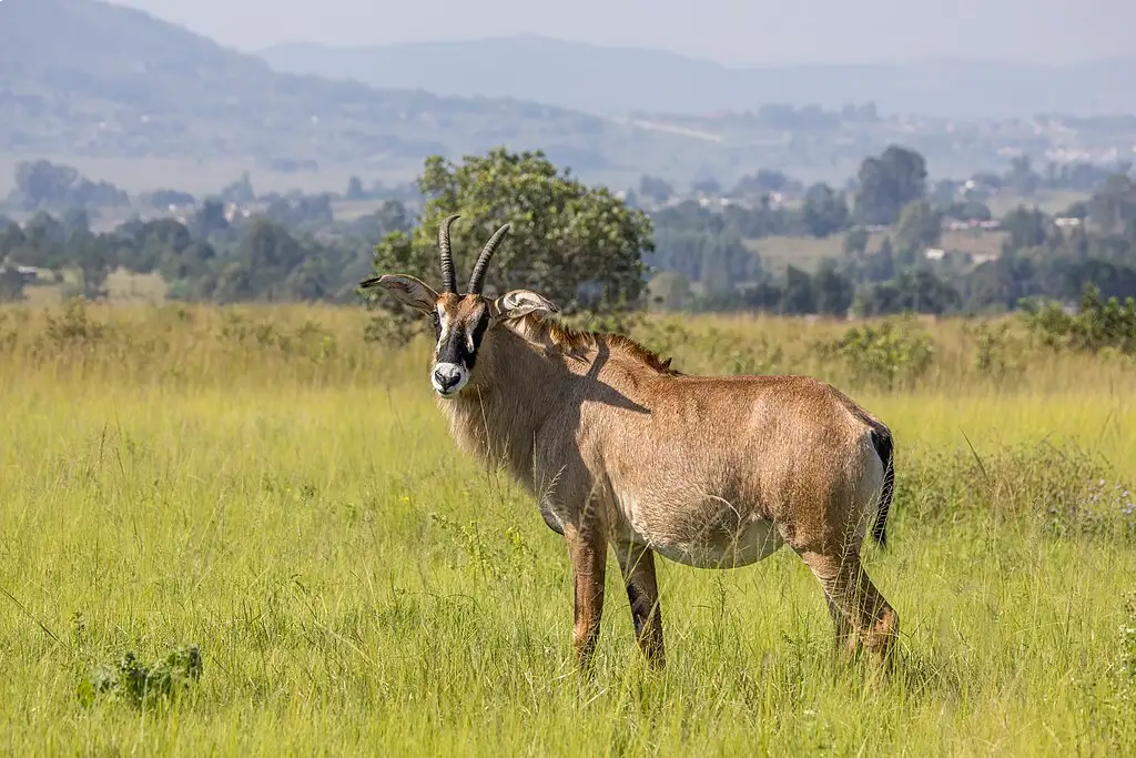 Roan Antelope