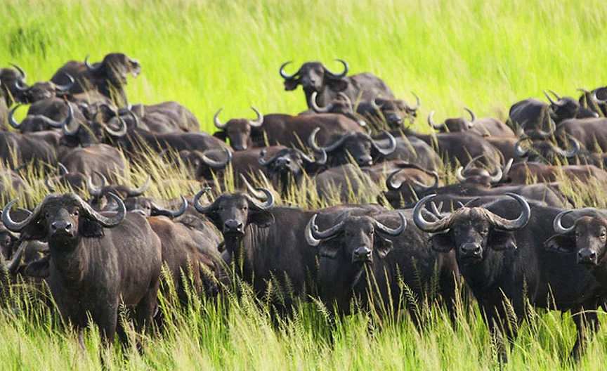 Buffalo Herd