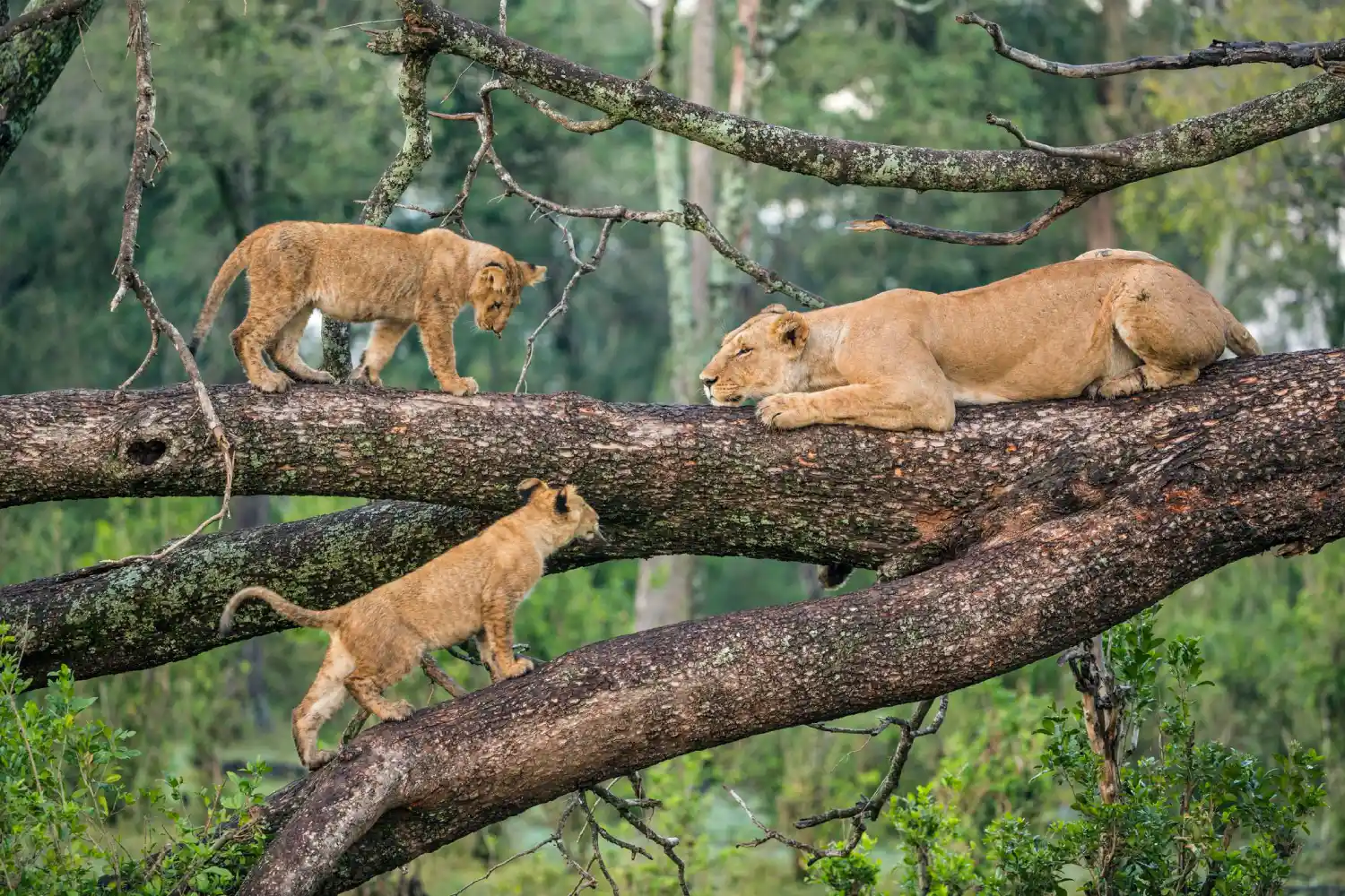 Tree-Climbing Lion