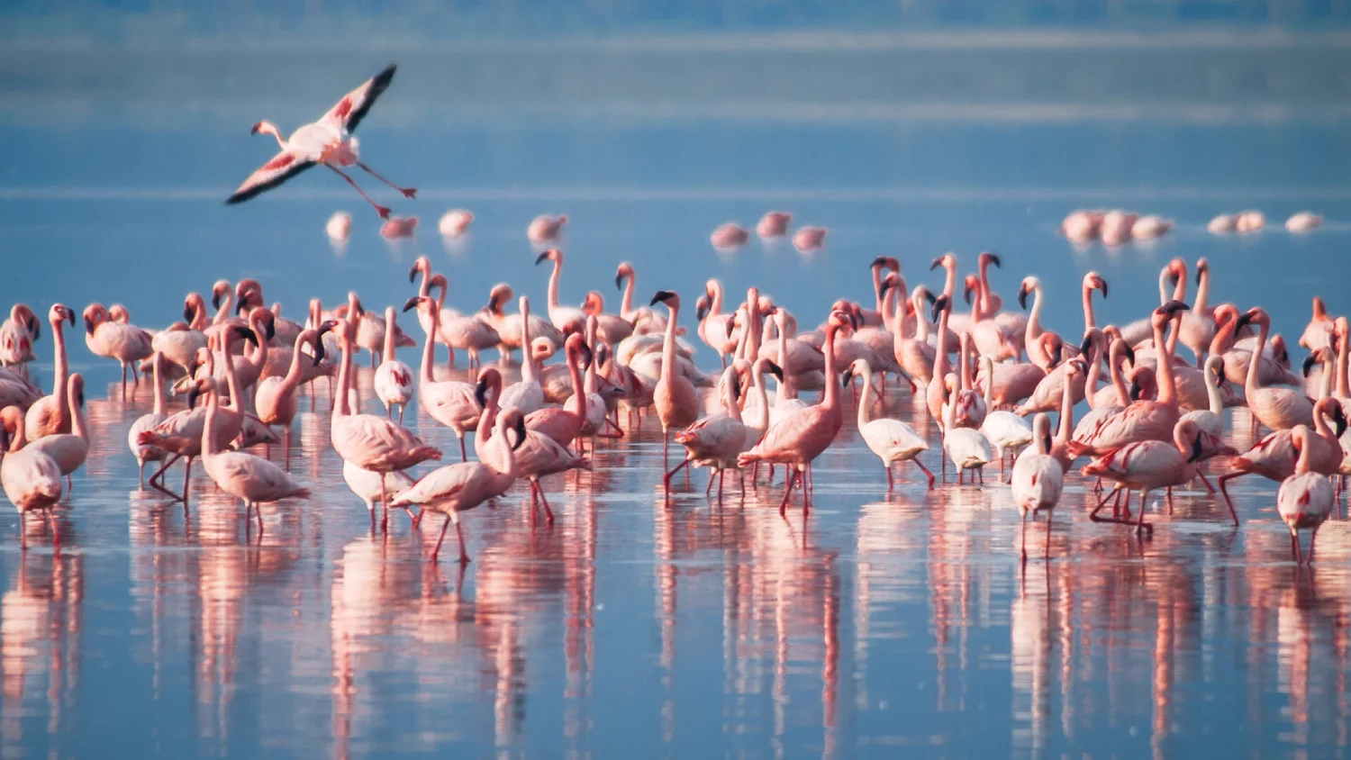 Flamingos