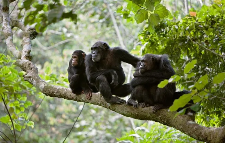 Chimpanzees
