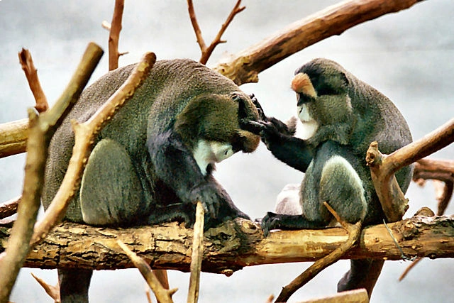 De-brazza’s Monkey