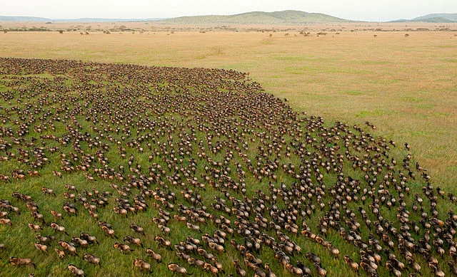 Great Migration
