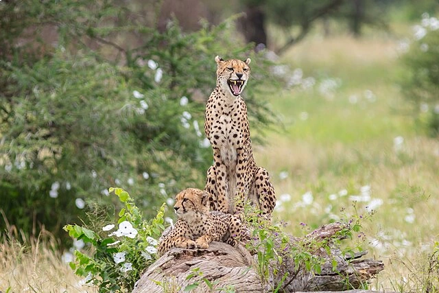 Tarangire National Park
