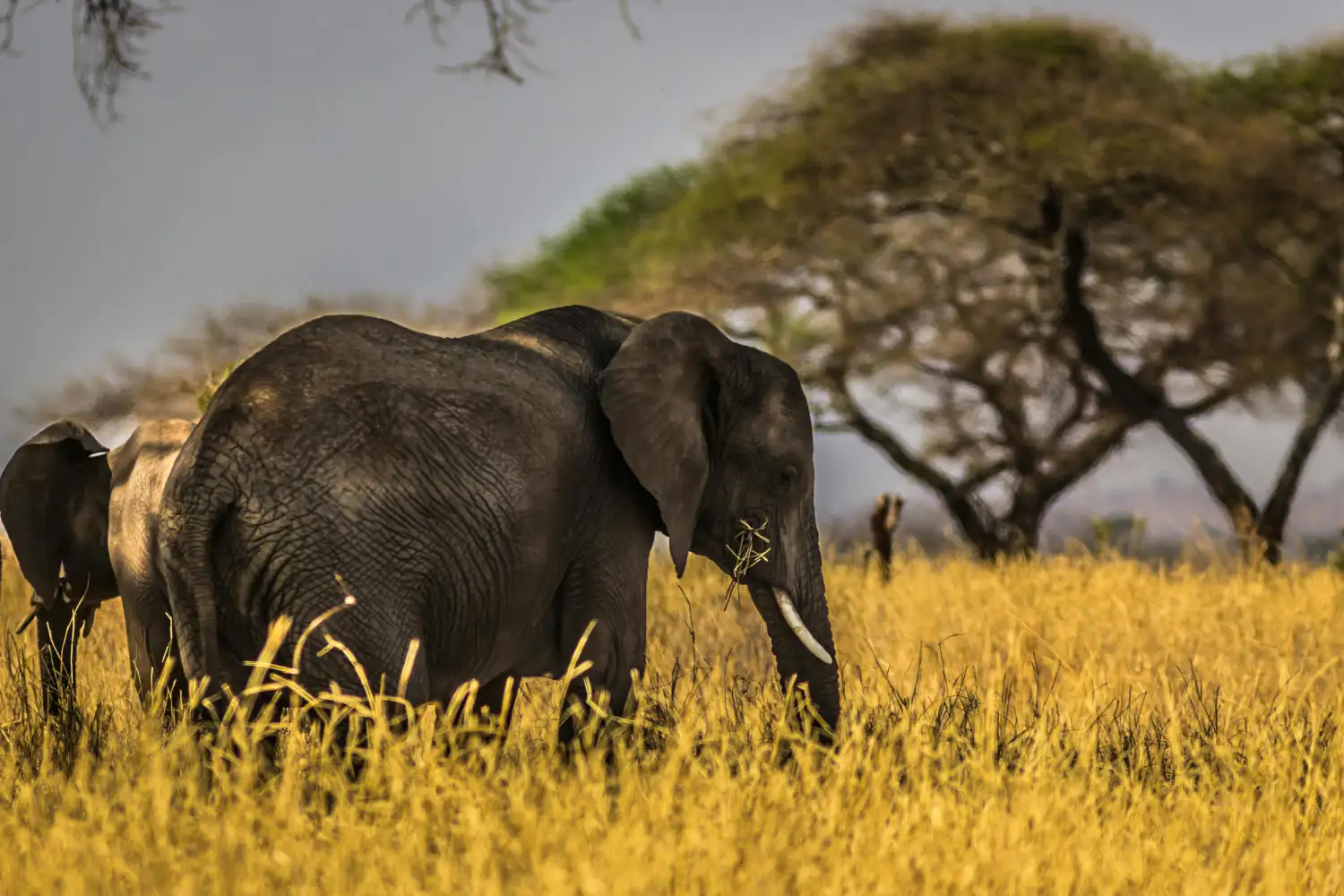 Tanzania Wildlife Safaris