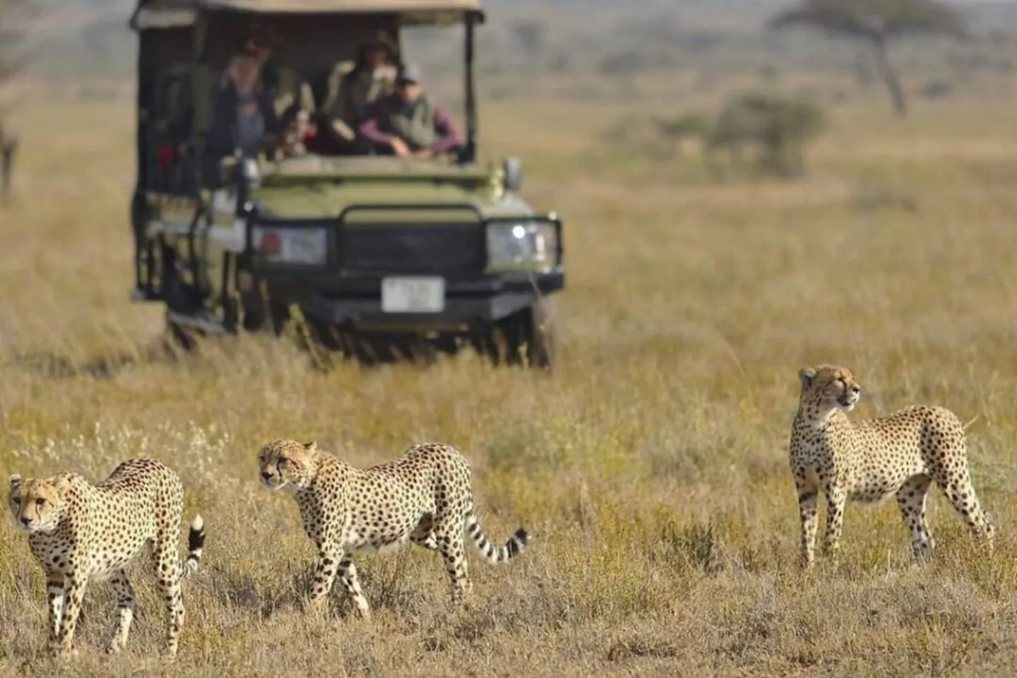 Midrange Safari Experience