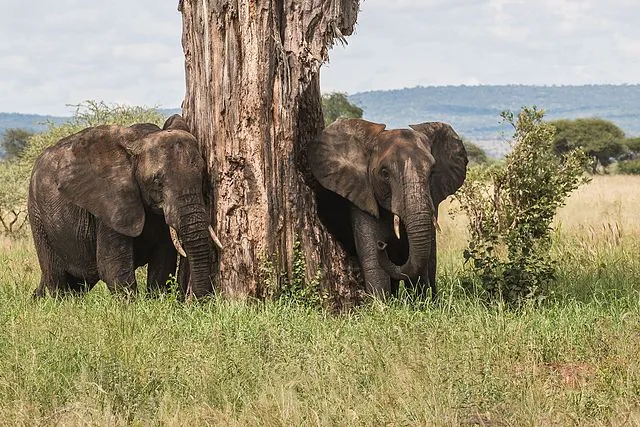 Tarangire Safari Tarangire Safari